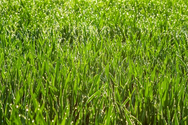 新鮮な緑の草露をすぐ削除します。自然の背景. — ストック写真