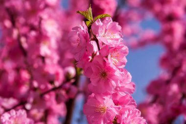 Sakura, kiraz çiçeği, kiraz ağacı çiçek ile. Oryantal cherr