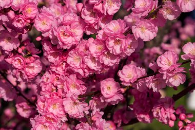 Sakura, kiraz çiçeği, kiraz ağacı çiçek ile. Oryantal cherr