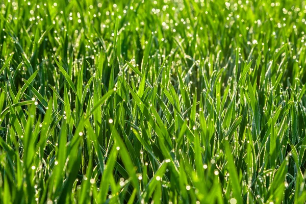 新鮮な緑の草露をすぐ削除します。自然の背景. — ストック写真