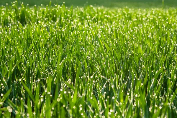 新鮮な緑の草露をすぐ削除します。自然の背景. — ストック写真