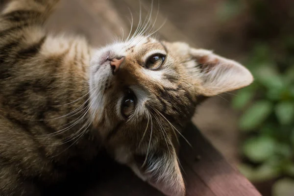 A little cat in the summer garden. — Stock Photo, Image