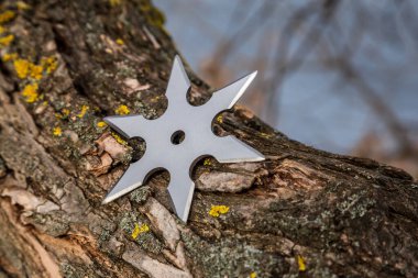 Shuriken (fırlatma yıldızı), geleneksel Japon Ninja soğuk silahı ahşap arka planda sıkışmış
