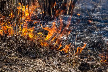 Bozkırda kuru çim yangını. İlkbaharda kuru otları yakmak.