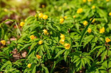 Parktaki ilk bahar çiçekleri. Baharın gelişi.