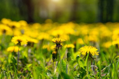 Parktaki ilk bahar çiçekleri. Baharın gelişi.