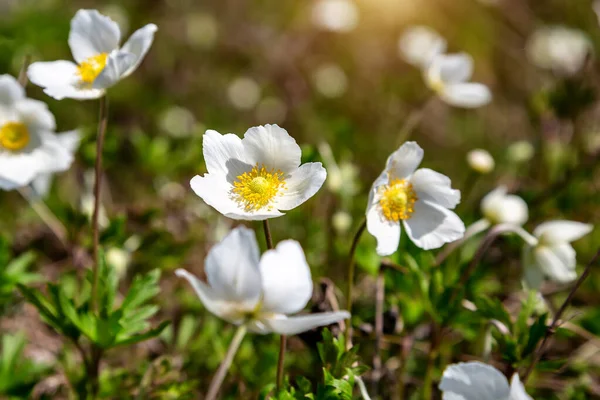 Las Primeras Flores Primavera Parque Llegada Primavera — Foto de Stock