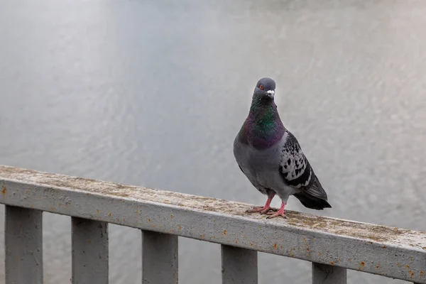 Holub Sedící Zábradlí Řeky Pochmurném Počasí — Stock fotografie