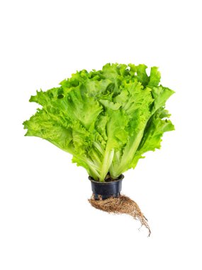 Tencerede taze yeşil salata. İzolasyon. Beyaz arkaplan. 