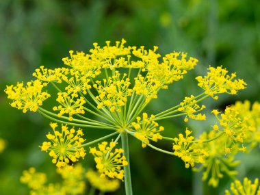 Dill infloresans ve küçük sarı çiçekler. Bulanık arkaplan.