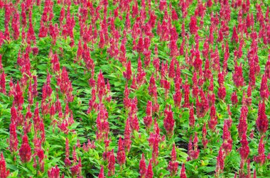 cockscomb, yün çiçeklerin Çin.