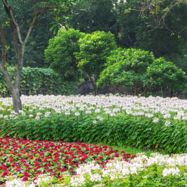 Beyaz ve kırmızı çiçekler 