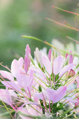 arka plan için örümcek çiçekler