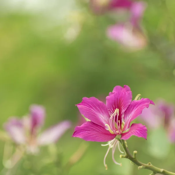 Bauhinia purpurea blooming — Stock Photo, Image