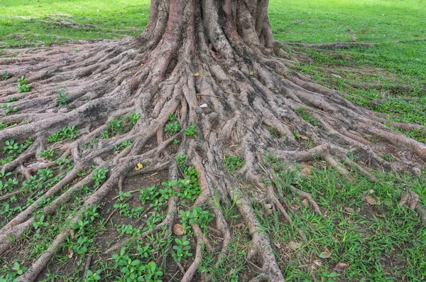 A raiz da árvore na grama . — Fotografia de Stock