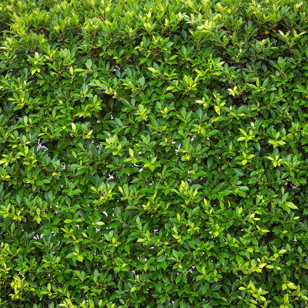 Krásná stěna ze zelených listů — Stock fotografie