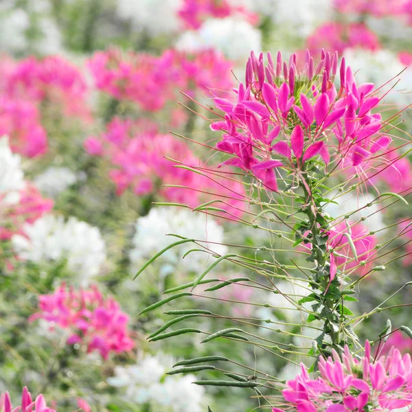 Pająk kwiaty na tle — Zdjęcie stockowe