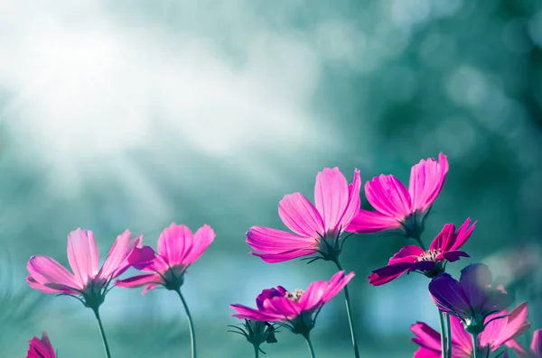 Parte posterior del universo de las flores . — Foto de Stock