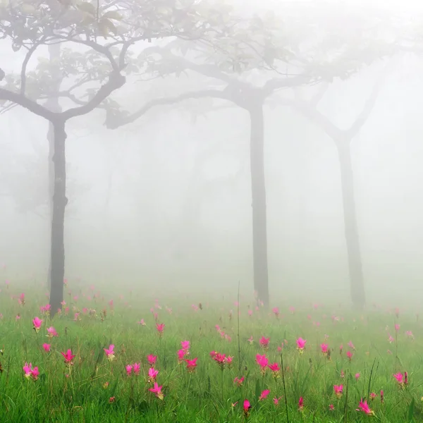 Niebla matutina en el bosque —  Fotos de Stock