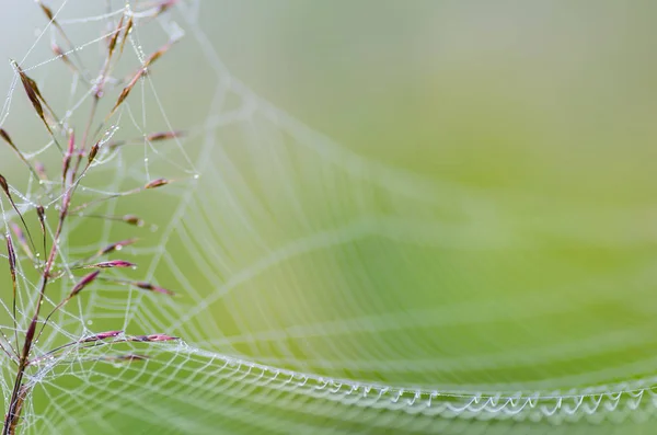 Rugiada sull'erba del mattino — Foto Stock