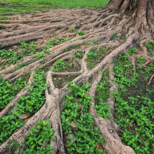 Die Wurzel des Baumes auf dem Gras. — Stockfoto