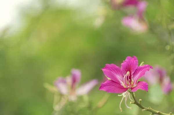 Bauhinia purpurea blommande — Stockfoto