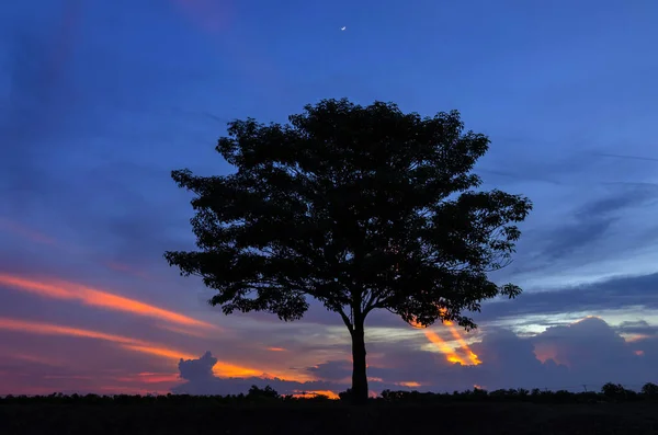 在黄昏的天空树的剪影 — 图库照片
