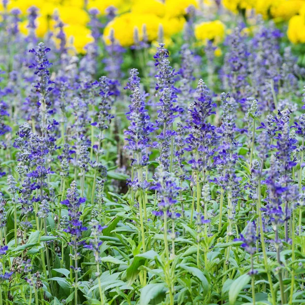 Blue salvia flowers — Stock Photo, Image