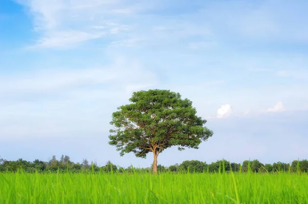 Bel arbre et herbe verte — Photo