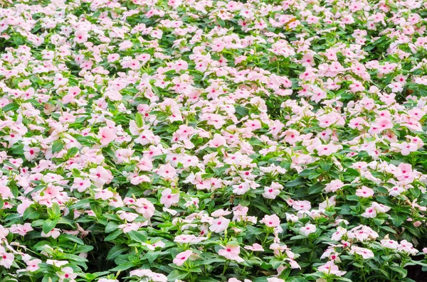 Catharanthus roseus flowers field — Stock Photo, Image