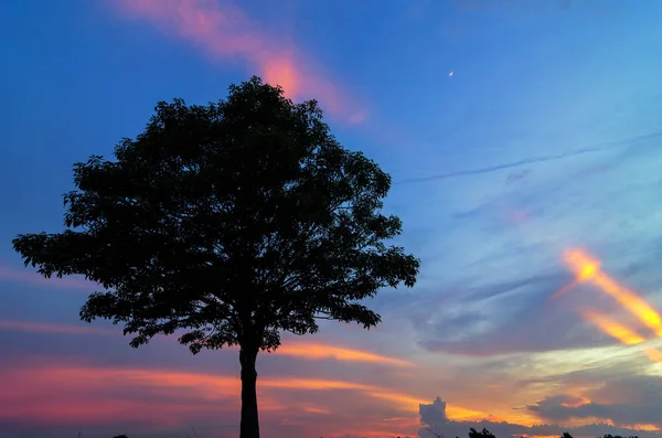 Alacakaranlık gökyüzü ağaca silüeti — Stok fotoğraf