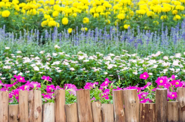 Деревянный забор вдоль цветков петунии — стоковое фото