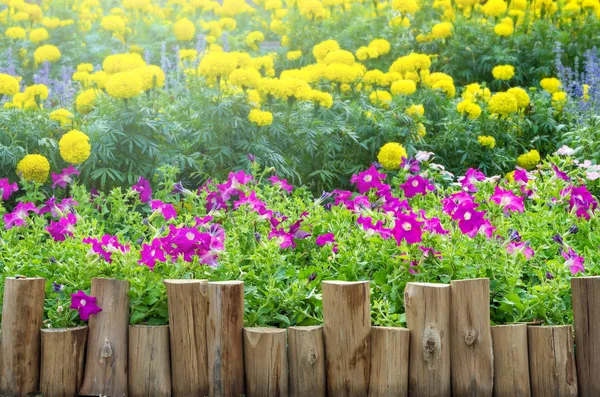 Wooden fence along the flowers petunia