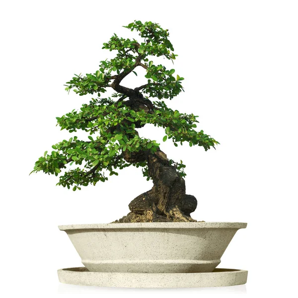 Дерева бонсай ізольовані — стокове фото