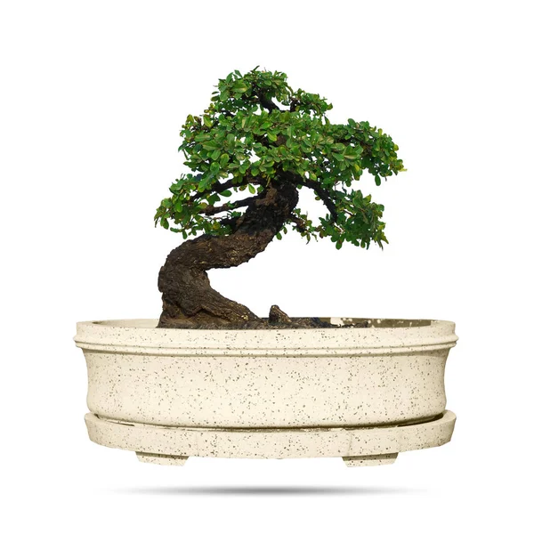 Bonsai ağacı izole — Stok fotoğraf