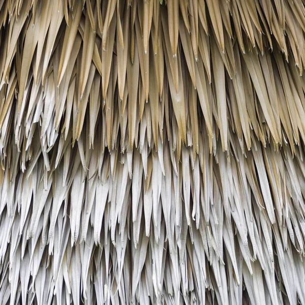 Palmblätter als Hintergrund — Stockfoto