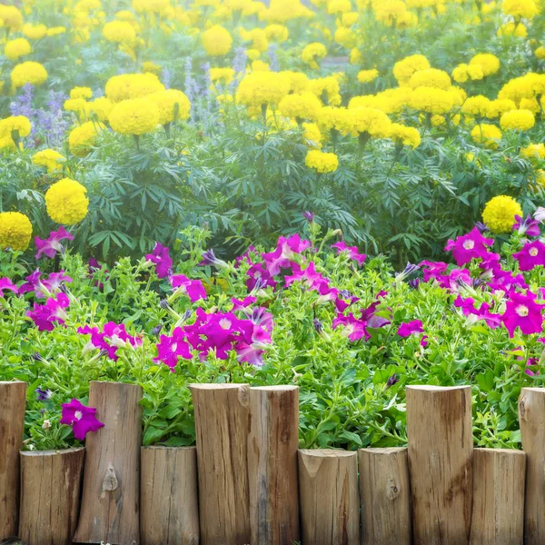 Wooden fence along the flowers petunia — Stock Photo, Image