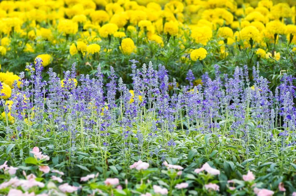 Květy modré šalvěje — Stock fotografie
