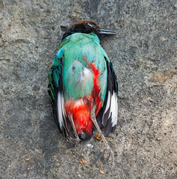 Uccello con cappuccio Pitta, è la morte . — Foto Stock