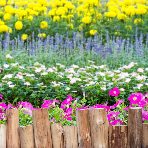 Wooden fence along the flowers petunia — Stock Photo, Image