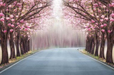 Pembe çiçek ağaçlarının romantik tünel