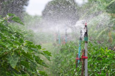 sebze bahçesinde su
