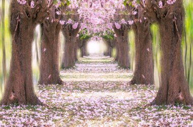 Pembe çiçek ağaçlarının romantik tünel