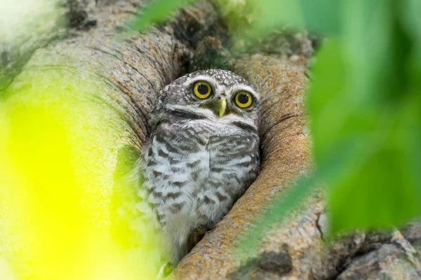 Cute little owl is glaring — Stock Photo, Image