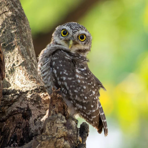 Little Owl is glaring — Stock Photo, Image