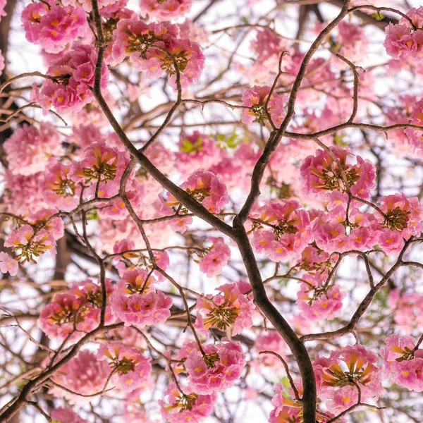 Romántico de rosa flor árbol — Foto de Stock
