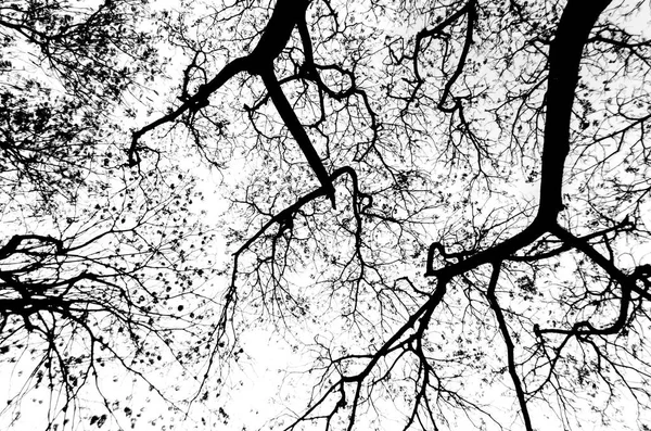 Abstracte silhouet van bomen — Stockfoto