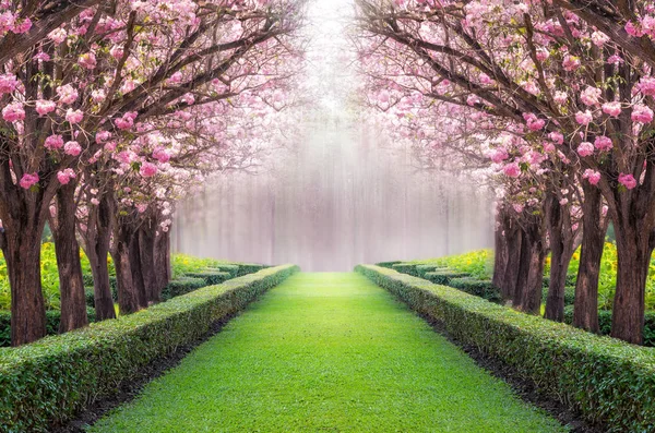 Tunel romantyczny różowy kwiat drzew — Zdjęcie stockowe