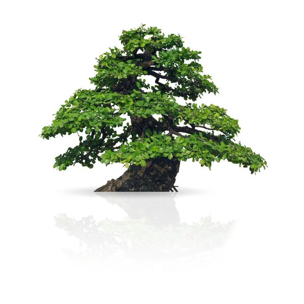 Árbol aislado sobre fondo blanco — Foto de Stock