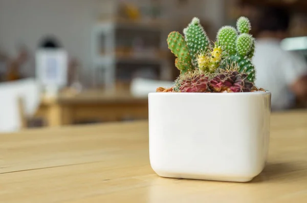 Cactus en maceta junto a la ventana — Foto de Stock